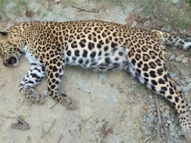 घाइते चितुवाको उद्धार